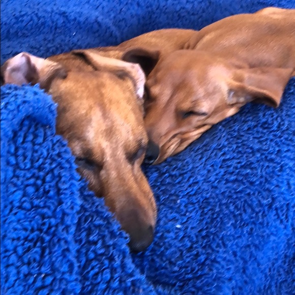 Meet your Posher, Candice - Picture 1 of 1